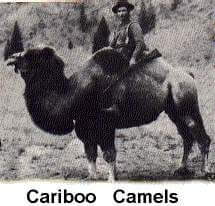 Cariboo Camels